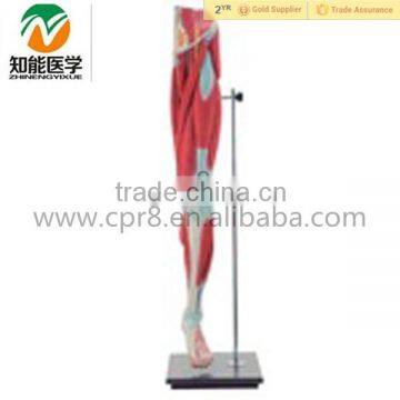 Human Anatomical leg model with muscle