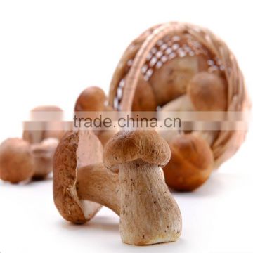 Polish Wild Dried King Bolete Mushrooms