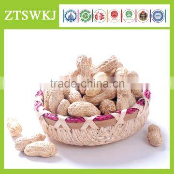 ZHOU TIAN High Yield Peanut Seeds