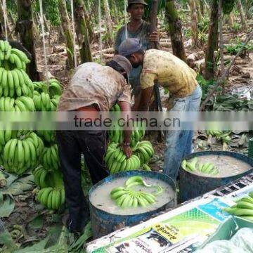 FRESH FRUITS AND BEVERAGES,VEGETABELS