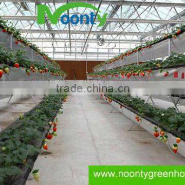 Strawberry Gutter photo-2