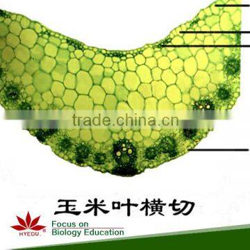 Microscope Plant Slides ,Corn Prepared Slides, ON SALE Prepared Slides photo-2