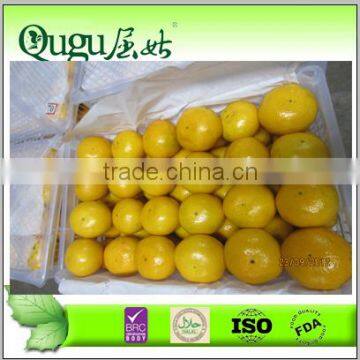 Mandarine orange price