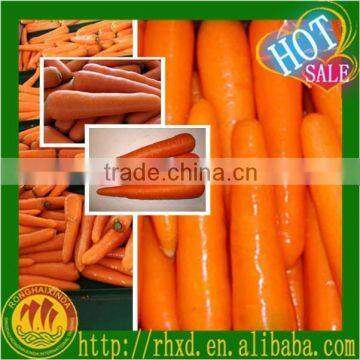 carrot vegetable specification