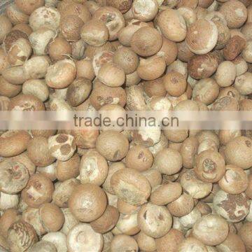 BETEL NUTS / KERNELS HIGH QUALITY BEST PRICE