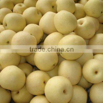 New Fresh Gong Pear 2015 photo-6