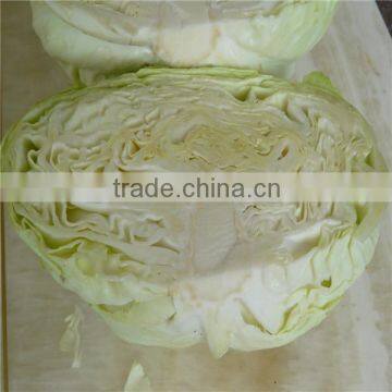 Fresh Chinese Long Cabbage for Export photo-5