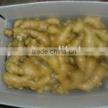 Semi-dry ginger with good quality