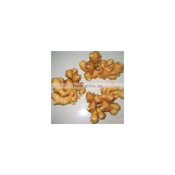 farm fresh fat ginger(SHANDONG)