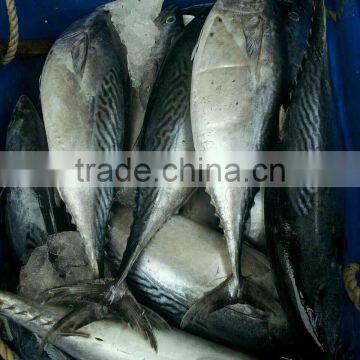 Hot selling frozen best bonito fish with competitive price