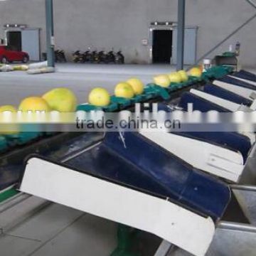 Grapefruit Grading Machine Sorter Grader