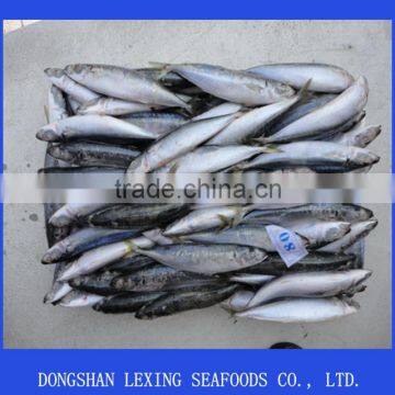 Frozen Round Scad (muroaji) photo-2