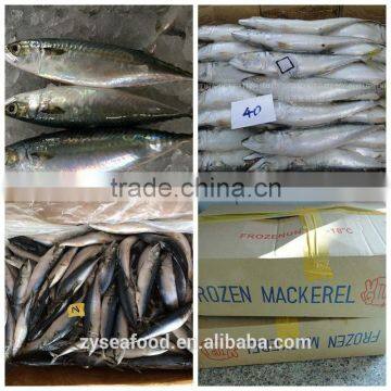 Large stock block shape Pacific mackerel manufacturer