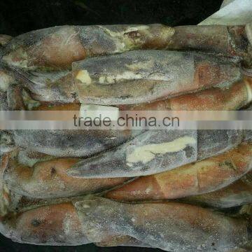 China Exporter Frozen Argentina Squid Illex Argentinus photo-3