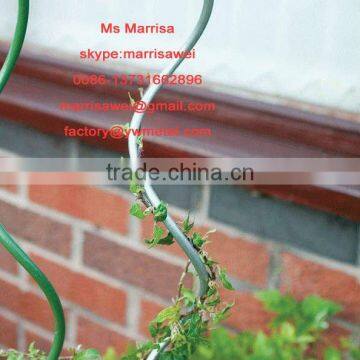 tomato growing spiral wire