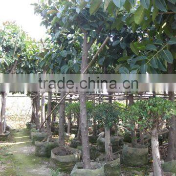 Ficus Elastica (rubber Fig ) photo-4