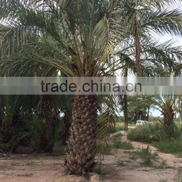 Phoenix Dactylifera "Date Palm Tree" photo-3