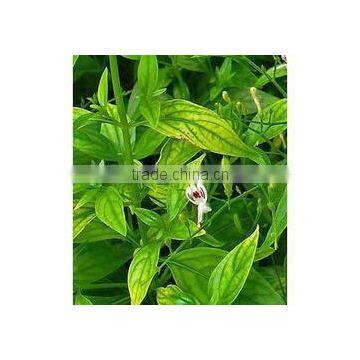 Andrographis Paniculata Extract photo-2