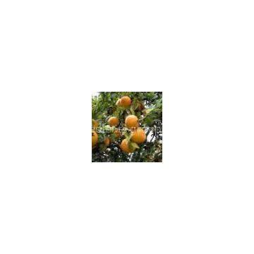 Citrus aurantium extract 95% Synephrine