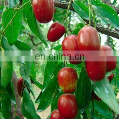 Automatic Date Syrup Production Line/date Paste Processing Machine photo-3