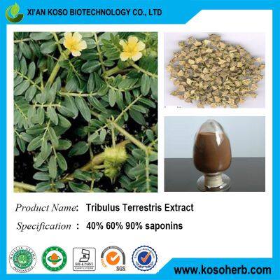 Tribulus Terrestris Extract photo-5