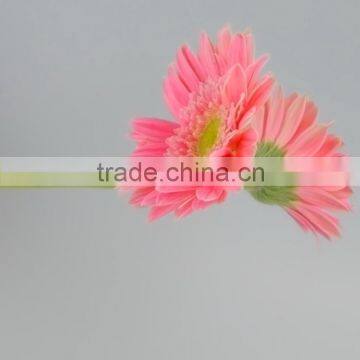 Fashionable Honey fresh cut gerbera flower