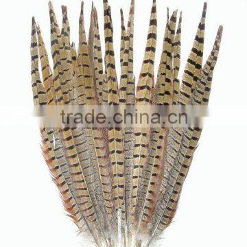 Ringneck Pheasant Tail Feathers