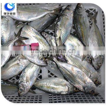 Horse Mackerel Variety And Fish Category Horse Mackerel photo-5