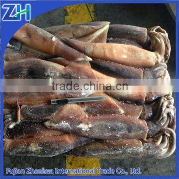 Underwater Squid Light Squid Roller Illex Squid