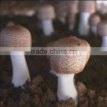 Chinese Professional High Tech Extract Lucidum Ganoderma photo-5