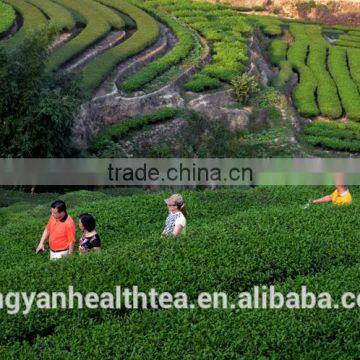 Top Quality Traditional Style Anxi Huangjingui Oolong Tea photo-4