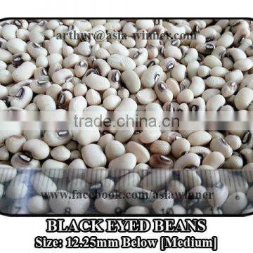 Cowpeas [Medium]