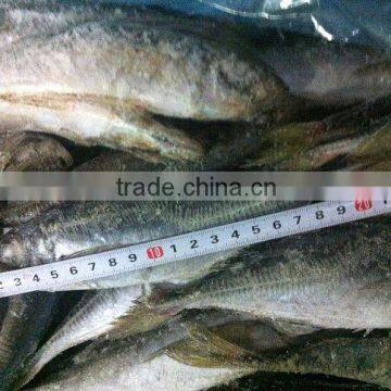 Mackerel frozen on board Trachurus japonicus