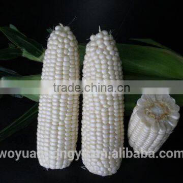Fresh Corn photo-2