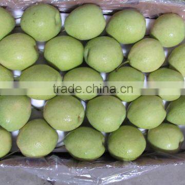 Shandong Pear photo-4