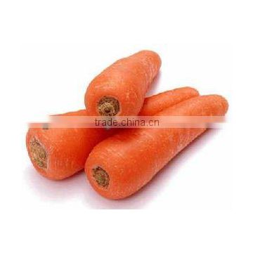 2015 FRESH CARROT SHANDONG NEW