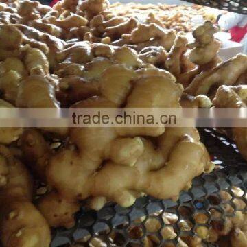 Chinese Fresh Mature Ginger