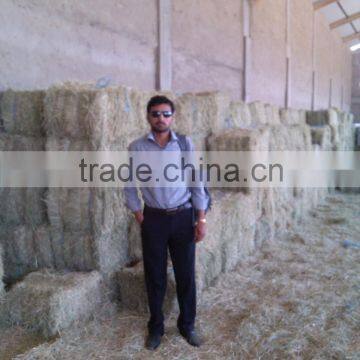 Rhode Grass Hay photo-3