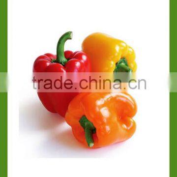 IQF frozen sweet colored pepper