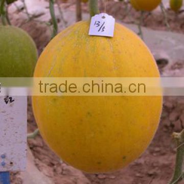 Hybrid Yellow Peel White Flesh Cantaloupe Sweet Melon Seeds For Growing-Golden Red