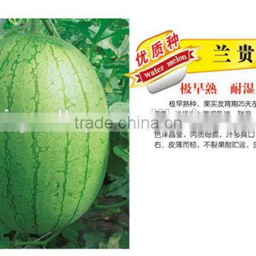 Chinese Hybrid F1 Small Gift Red Watermelon Seeds For Cultivation-Wealthy F1