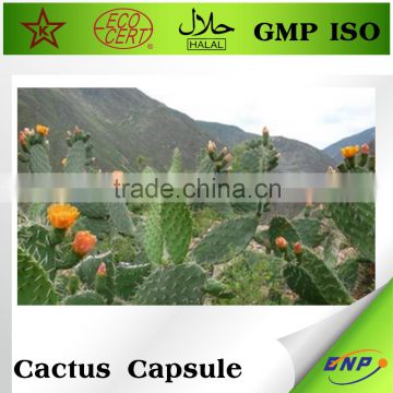 BNP Qingdao Suppliers Cactus extract Capsule