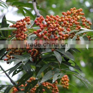 China origin Dried Rowan fruit (Sorbus pohuashanensis)