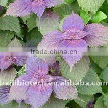 Wholesale Perilla Seed Oil High Quality in Bulk Price photo-2