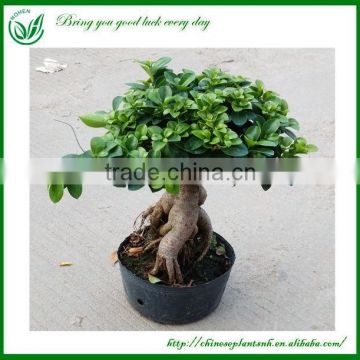 Live Bonsai Ficus Ginseng