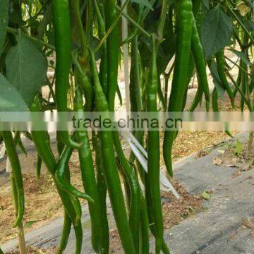 Freshing Eating Hot /Chilli Pepper Seed Fresh Hot No.1 photo-3
