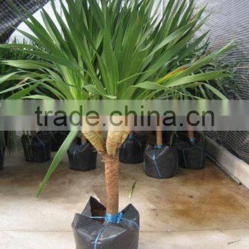 Dracaena Draco,Dracaena angustifolia