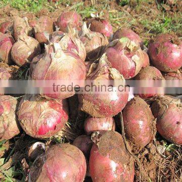 Factory Price Manual Onion Planter photo-2