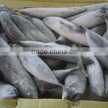 Frozen Bonito photo-2