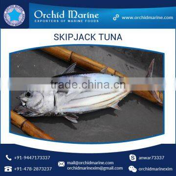 Frozen Skipjack Tuna Whole Round Frozen Tuna Fish Price photo-3